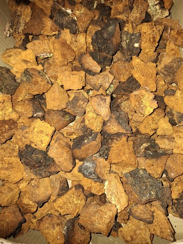Wilde chaga pilz chunks - wilde,