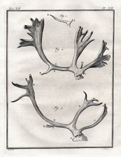 Ren reindeer reindeer antlers