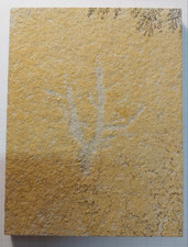 Solnhofener Fossil - Pflanze -