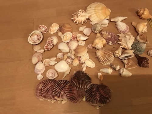 Muscheln deko geschenk basteln - muscheln,