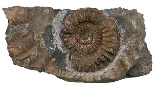 Lias standstück mit arietites - standstück,