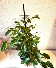 Birkenfeige, Ficus 'Golden King' Topf Ø 17 cm, Höhe ca. 60 cm inkl. Topf