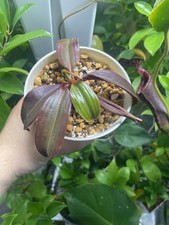 Nepenthes palawanensis