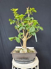 Kastanie bonsai prebonsai - kastanie,