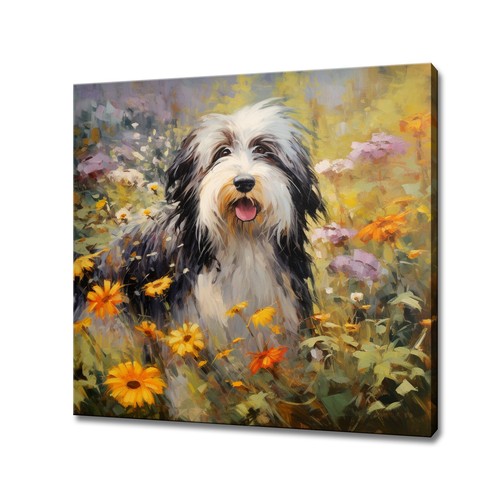 Bearded collie hund bunt - bearded,