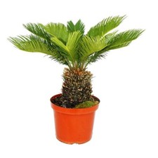 Exotenherz Cycas revoluta - Japanischer Palmfarn im 28cm Topf