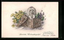 Ansichtskarte Weißer Pekinese