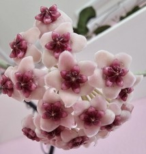 Heavenly hoya - hoya, obovata