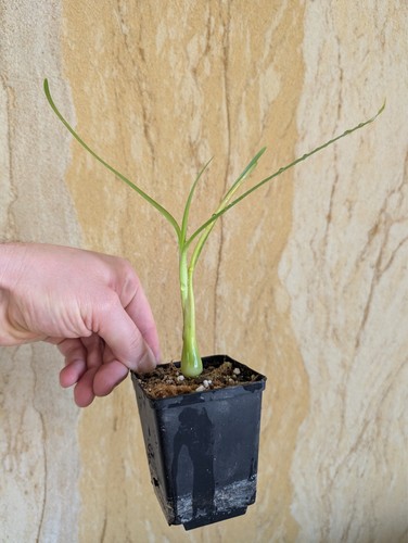 Worsleya procera pflanze - worsleya, procera,