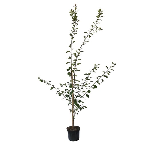 Pflaumenbaum stanley pflaume - pflaumenbaum,