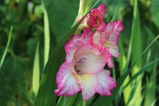 winterharte rosa-gelbe