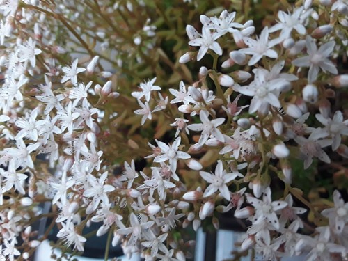 Ableger mauerpfeffer sedum - mauerpfeffer,