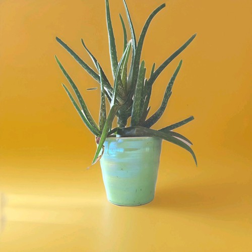 Aloe vera pflanze ableger - aloe,
