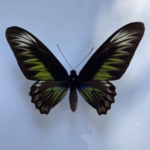 Entomologie*Trogonoptera