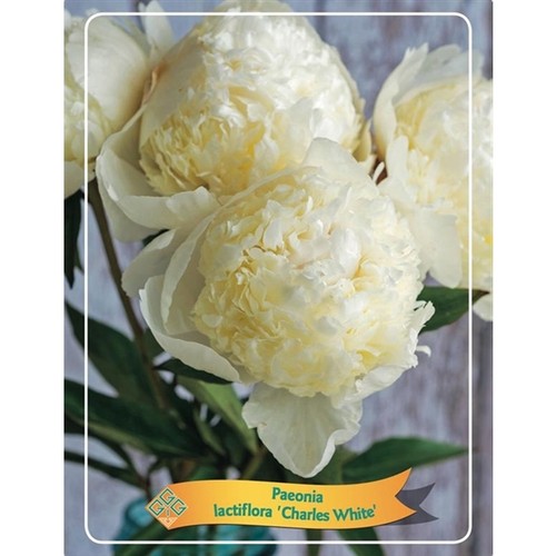 Stück paeonia mix - paeonia,