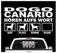 Dogo Canario Dogge hört aufs