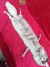 schöne , alte Fuchs-Stola  