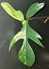 Stammsteckling philodendron florida beauty variegata mit Neutrieb