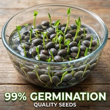 120x Lotus Mix Samen