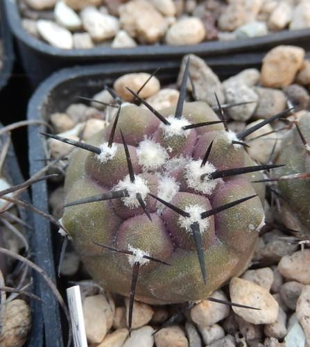 Copiapoa cinerea 2029 - copiapoa,
