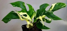 Rhaphidophora tetrasperma - rhaphidophora,