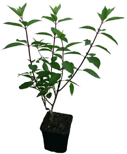 Rispenhortensie skyfall - rispenhortensie,