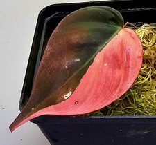 Wunderschöner Philodendron