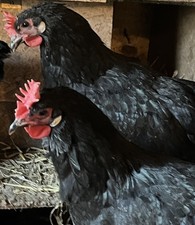 10 Bruteier reinerbige