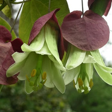 Sale3012 3012 Passiflora