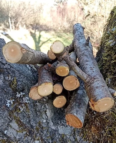 1kg apfelzweige unbehandelt - 1kg, apfelzweige,