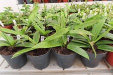 Wachsblume hoya soligamiana - hoya, !
