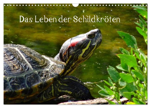 Das leben der schildkröten - das,