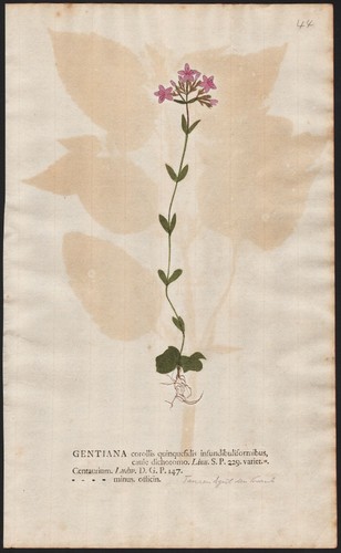 Tausendgüldenkraut centaurium - tausendgüldenkraut,