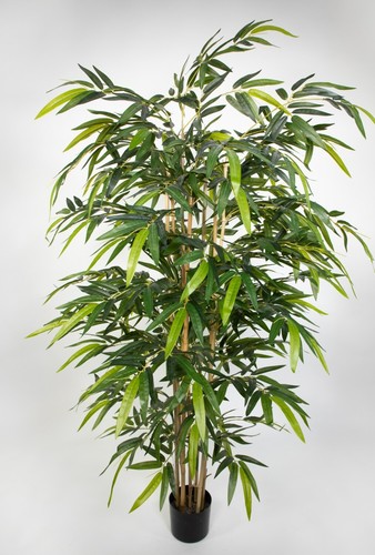 Thai bambus 180cm - thai-bambus,