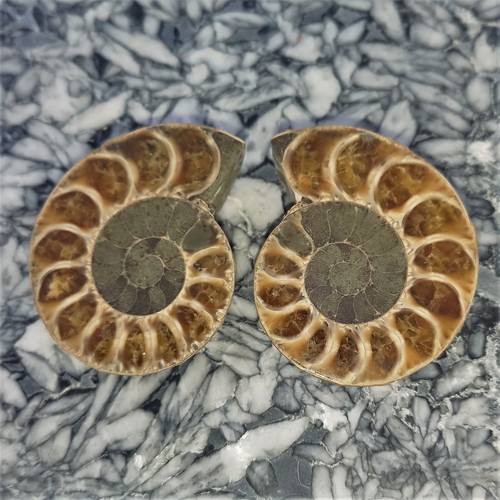 Phylloceras paar poliert - phylloceras,