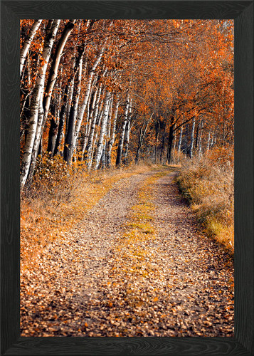 Herbstgasse unter birken - herbstgasse,