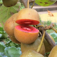 Actinidia red 20 PCS fresh