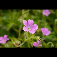Geranium x oxonianum 'Rose Clair' - Oxford-Garten-Storchschnabel 'Rose Clair' -…
