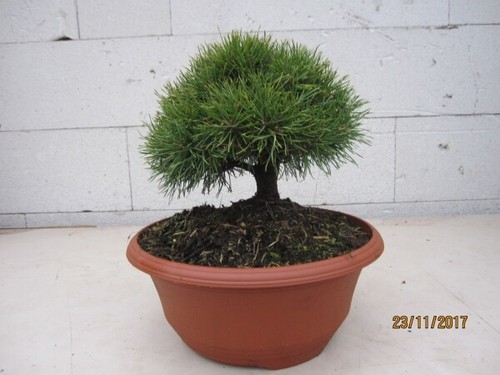 Pinus sylvestris bexel - sylvestris,