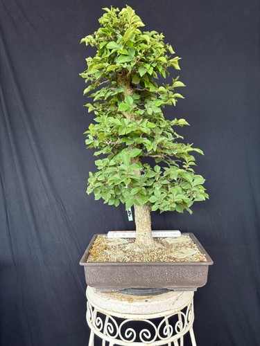 Feldulme bonsai prebonsai - feldulme,