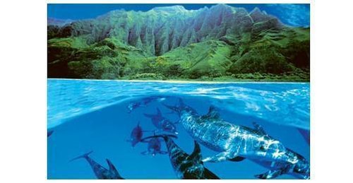 Delphine dolphins poster - dolphins,
