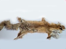 Echtfell Fuchsfell ca. 140 cm – altes ganzes Fell, Vintage Dekoration