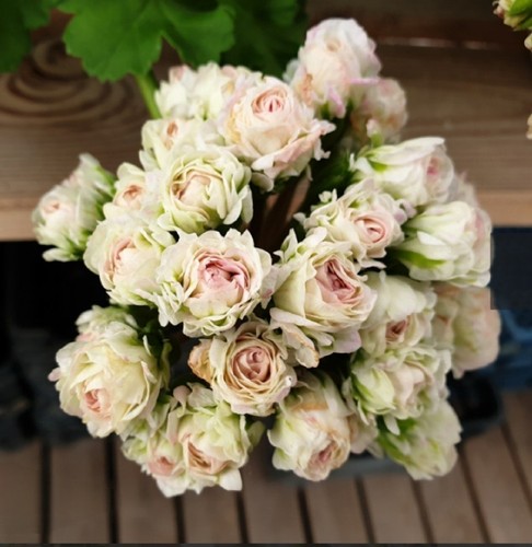 Pelargonie ju zarskaya - pelargonie,
