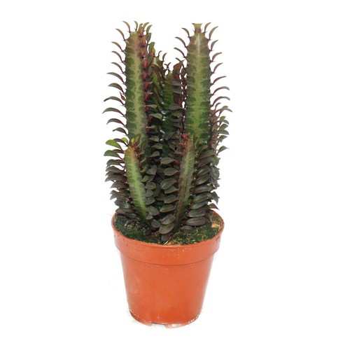 Exotenherz euphorbia trigona - exotenherz,