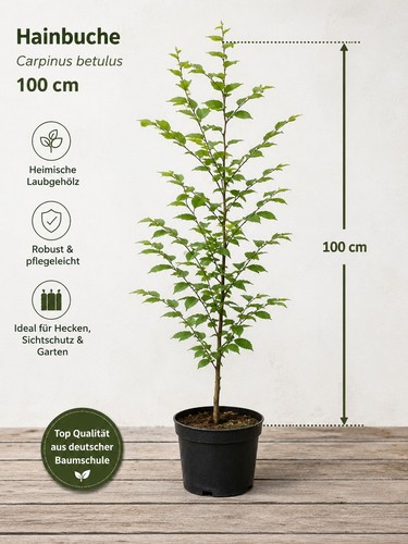 Hainbuche carpinus - hainbuche,