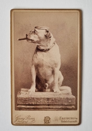 Tolles cdv foto hund - tolles, mit