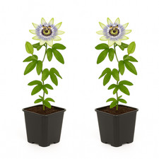 Exotenherz Kletterpflanzen Passionsblume Passiflora caerulea 2er Set 11cm Topf