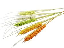 Extra großes Weizenkorn mit