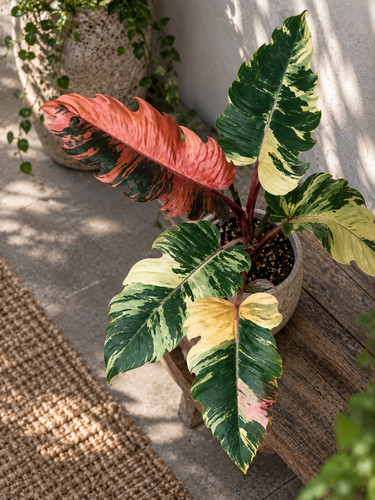 8000ak philodendron caramel - 8000ak,