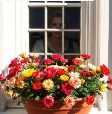 Zwiebeln Set Riesen-Ranunkel /